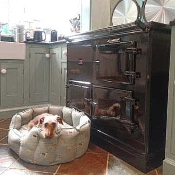 black aga and dog