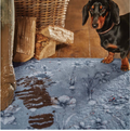 dachshund on blue mat