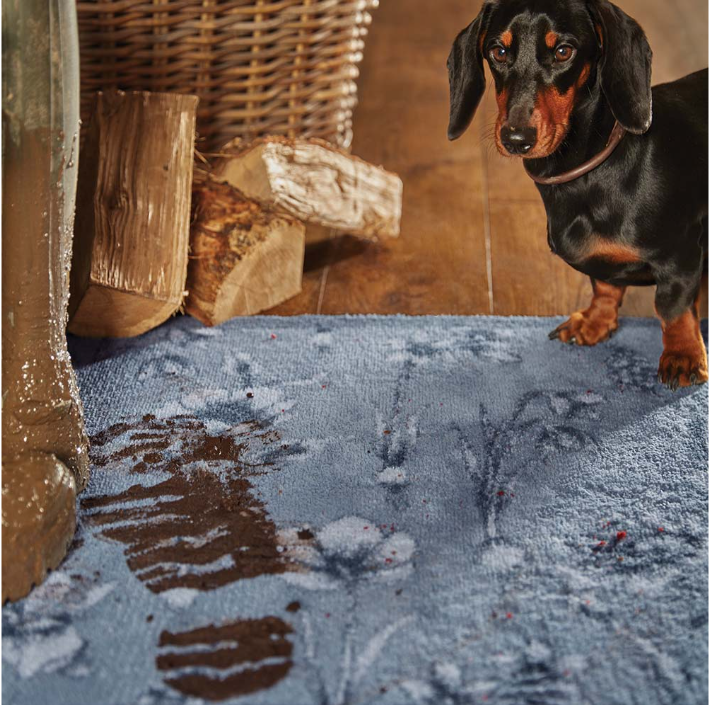 dachshund on blue mat