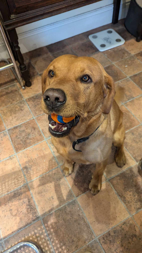aga dog with ball 