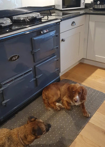 dogs next to aga